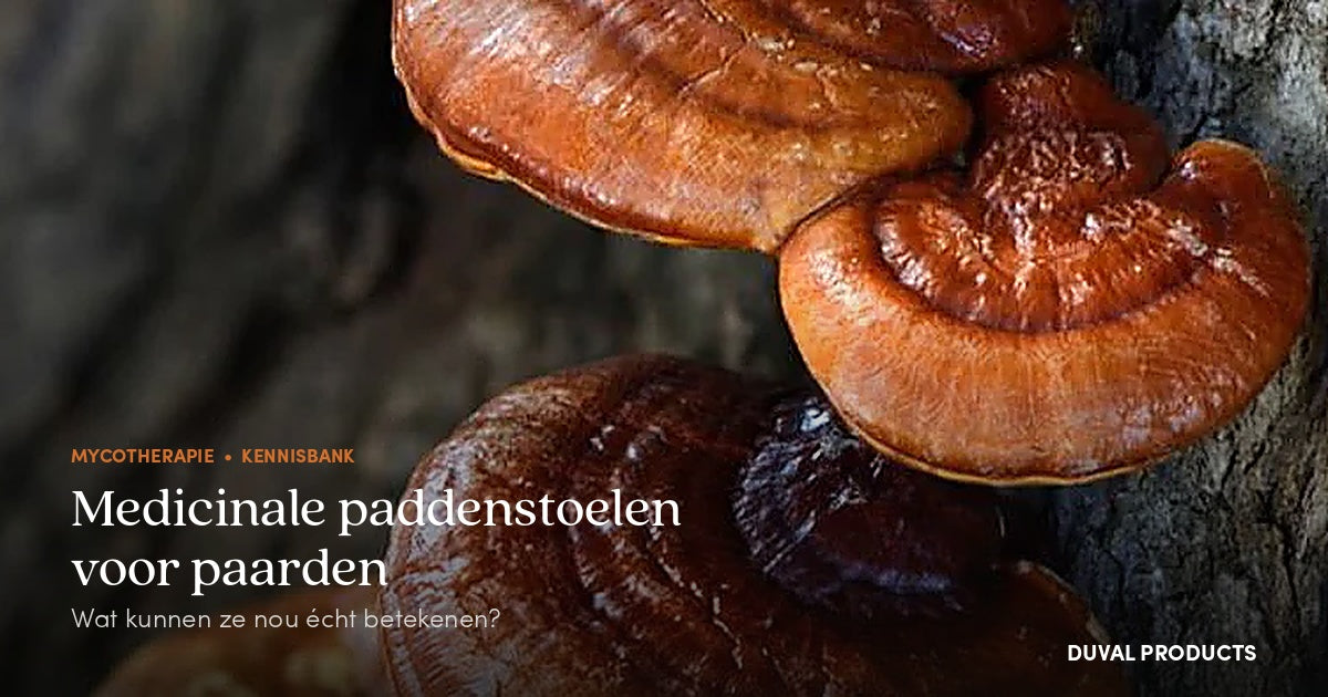 medicinale paddenstoelen paard